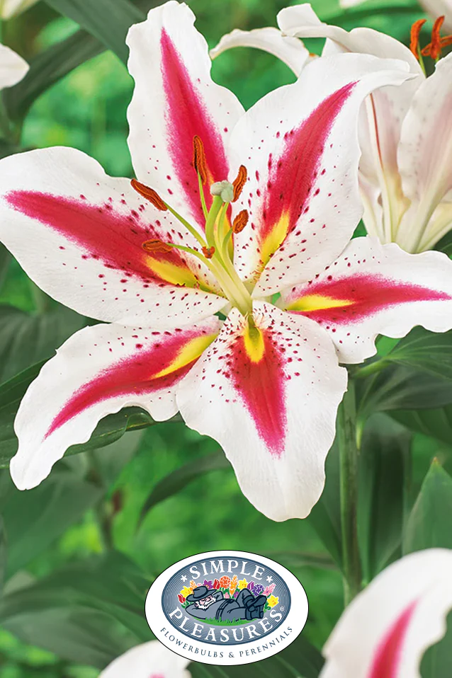 New & Rare Flower Bulbs