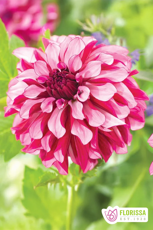 NEW 2025 Spring Flower Bulbs